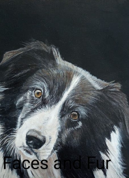 pet portrait of collie dog on black background