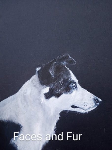 pet portrait of collie dog in classic realistic style on black background